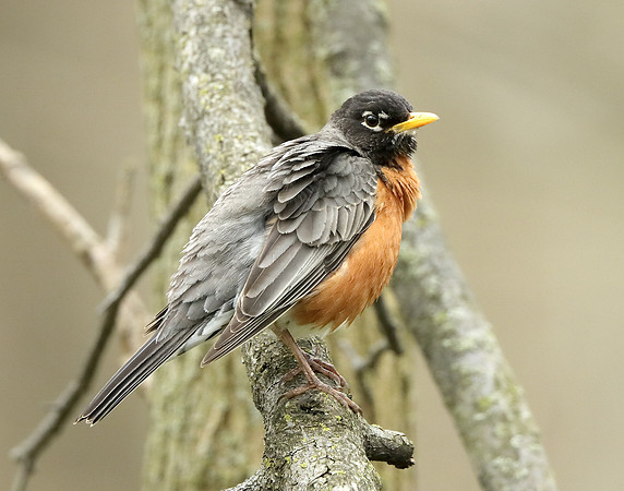 American Robin Turdus migratorius