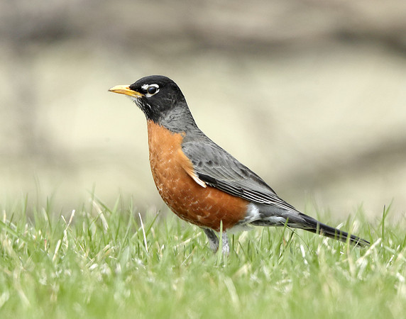 American Robin Turdus migratorius
