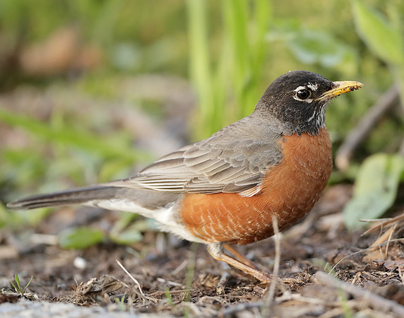 American Robin Turdus migratorius