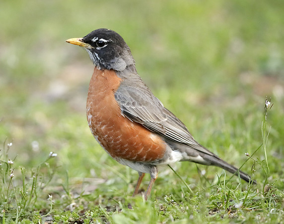 American Robin Turdus migratorius
