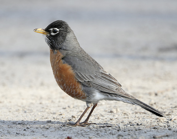 American Robin Turdus migratorius