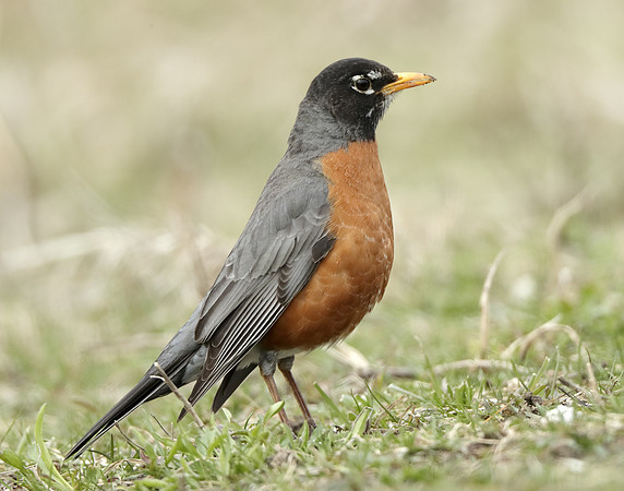 American Robin Turdus migratorius