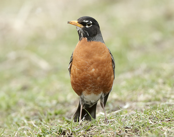 American Robin Turdus migratorius