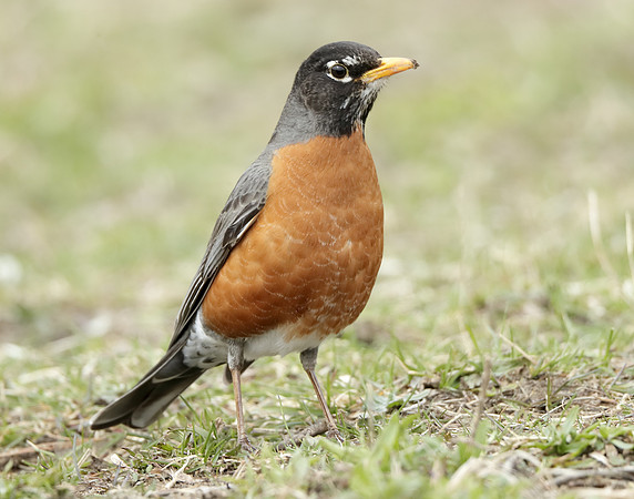 American Robin Turdus migratorius