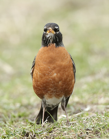 American Robin Turdus migratorius