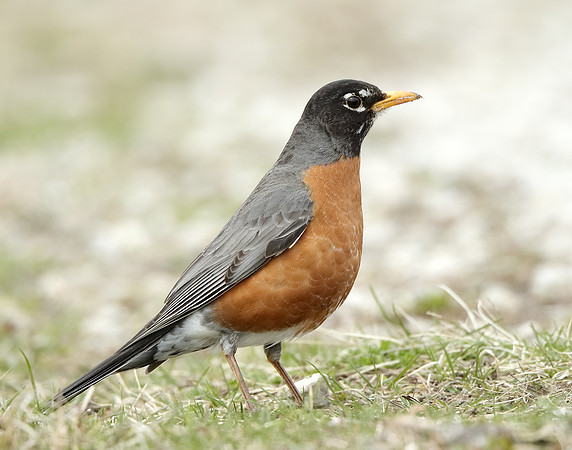 American Robin Turdus migratorius