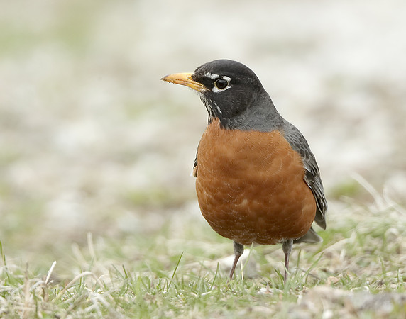 American Robin Turdus migratorius