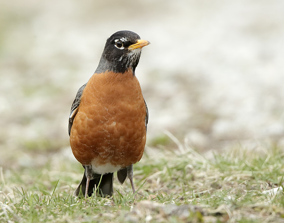 American Robin Turdus migratorius