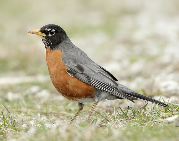 American Robin Turdus migratorius