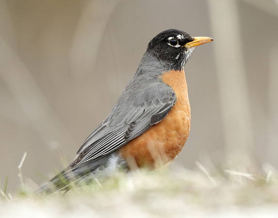 American Robin Turdus migratorius