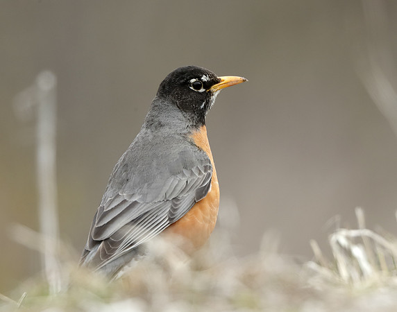 American Robin Turdus migratorius