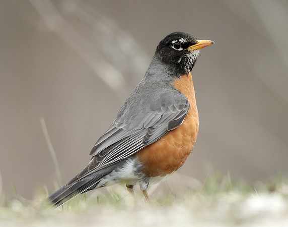 American Robin Turdus migratorius