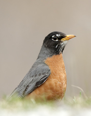 American Robin Turdus migratorius