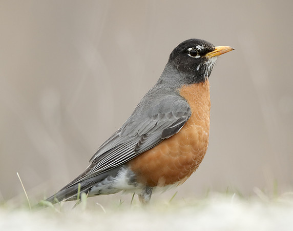 American Robin Turdus migratorius