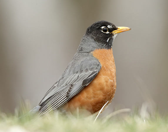American Robin Turdus migratorius