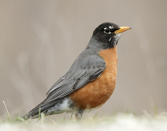 American Robin Turdus migratorius