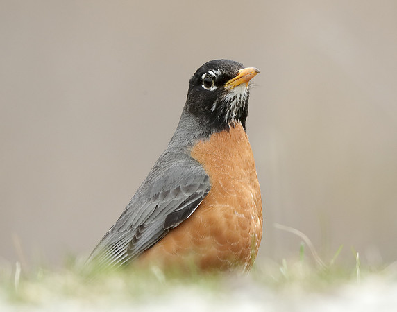 American Robin Turdus migratorius