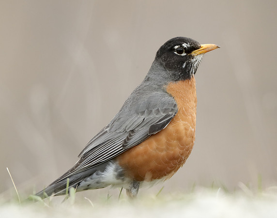 American Robin Turdus migratorius