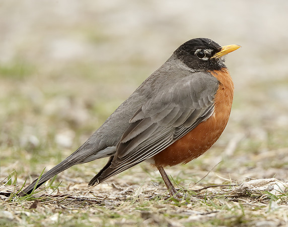 American Robin Turdus migratorius
