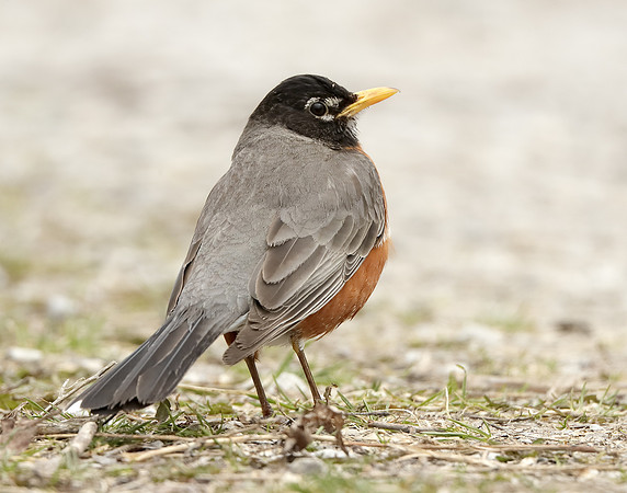 American Robin Turdus migratorius