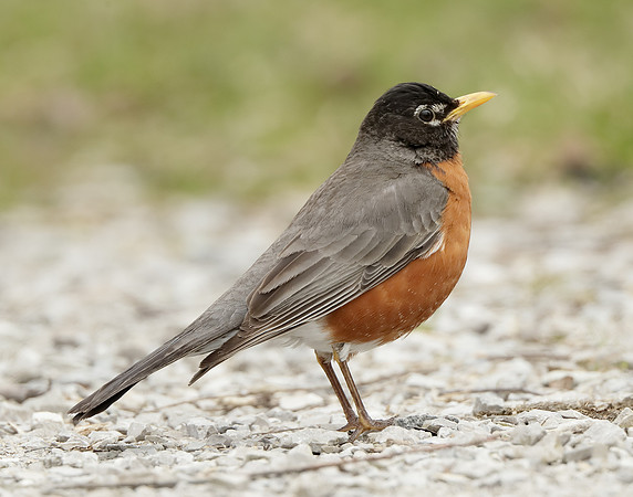 American Robin Turdus migratorius