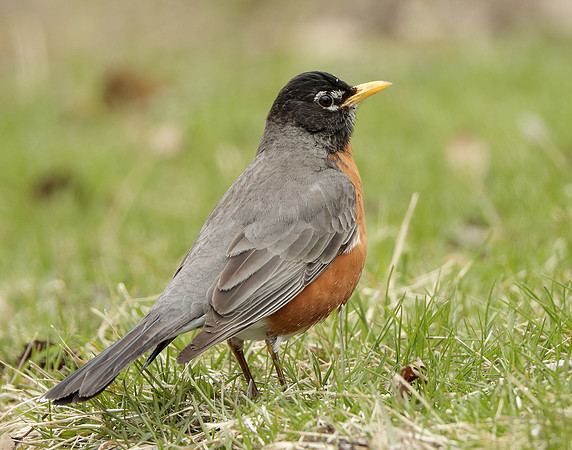 American Robin Turdus migratorius