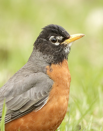 American Robin Turdus migratorius