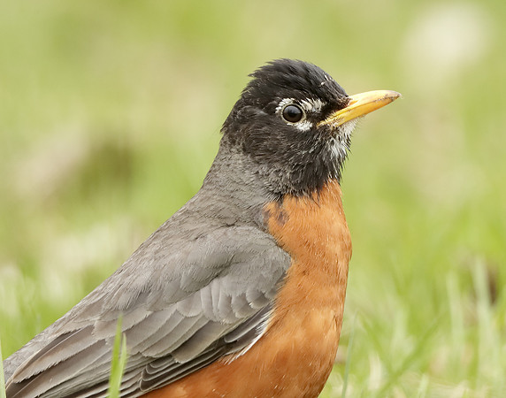 American Robin Turdus migratorius