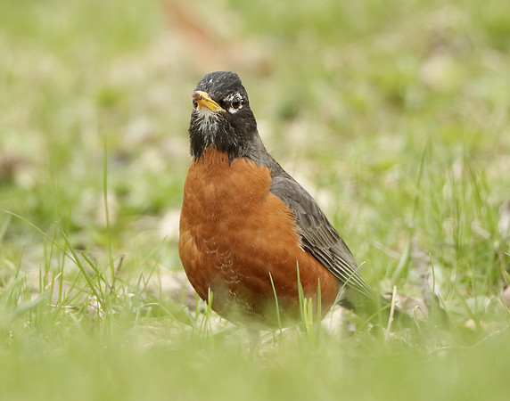 American Robin Turdus migratorius