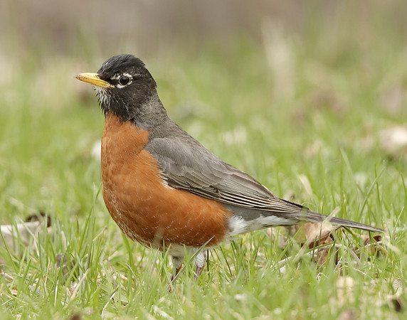 American Robin Turdus migratorius
