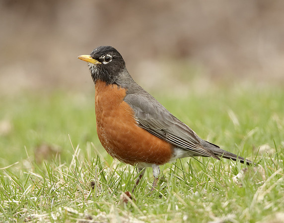 American Robin Turdus migratorius