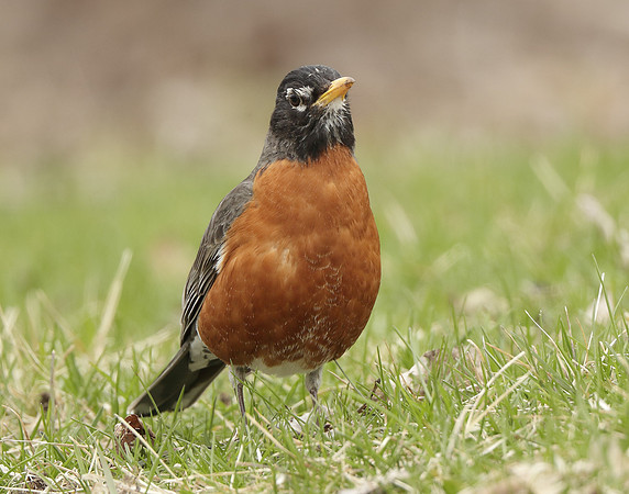 American Robin Turdus migratorius