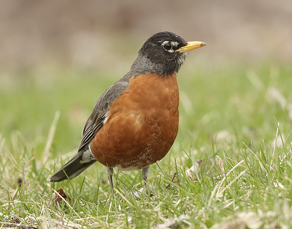 American Robin Turdus migratorius
