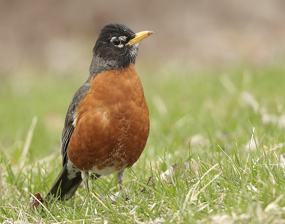American Robin Turdus migratorius