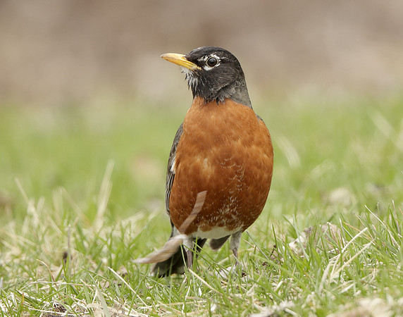 American Robin Turdus migratorius