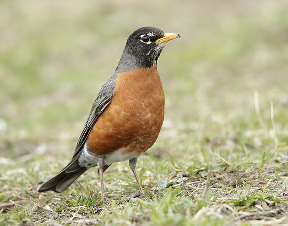 American Robin Turdus migratorius