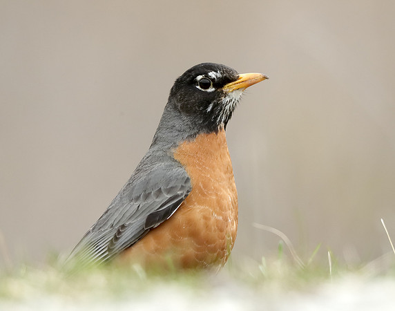 American Robin Turdus migratorius