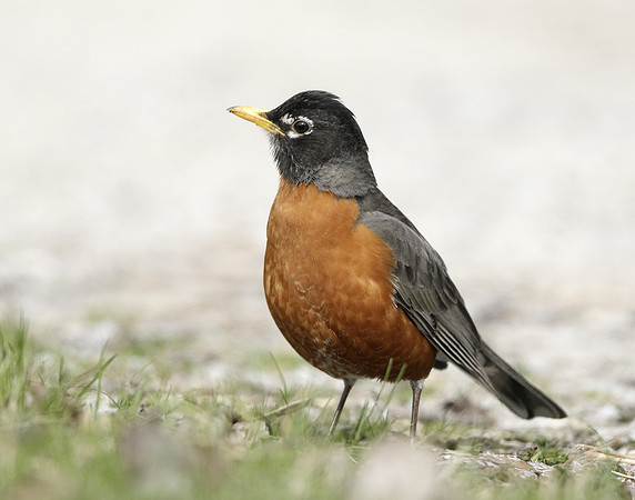 American Robin Turdus migratorius