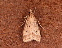 63.075 BF1336 Eudonia pallida