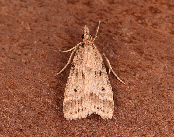63.075 BF1336 Eudonia pallida