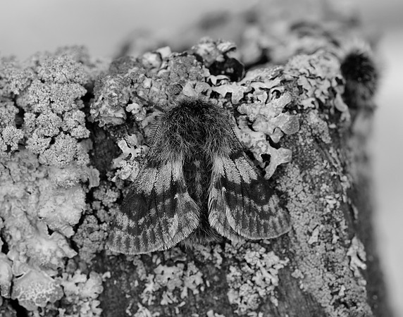 70.249 BF1929 Rannoch Brindled Beauty Lycia lapponaria