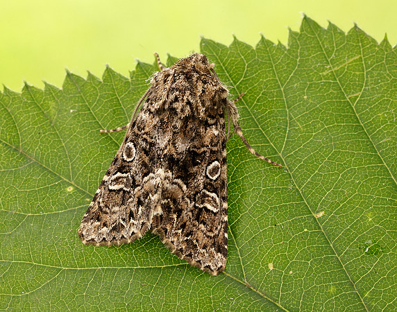 73.286 BF2167 Tawny Shears Hadena perplexa