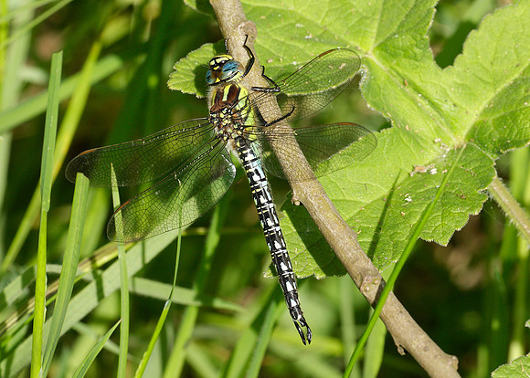 Hairy Dragonfly Brachytron pratense