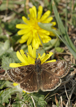 Dingy Skipper Erynnis tages