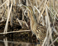 American Bittern Botaurus lentiginosus