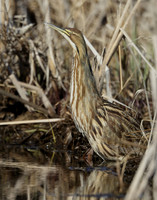 American Bittern Botaurus lentiginosus