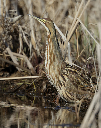 American Bittern Botaurus lentiginosus