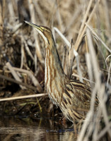American Bittern Botaurus lentiginosus