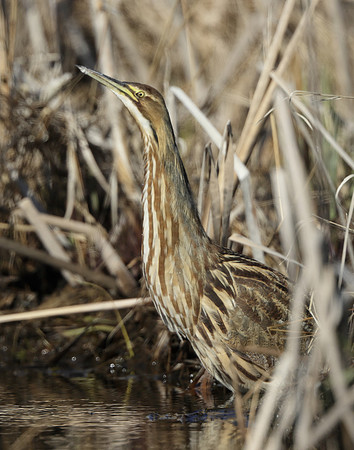 American Bittern Botaurus lentiginosus