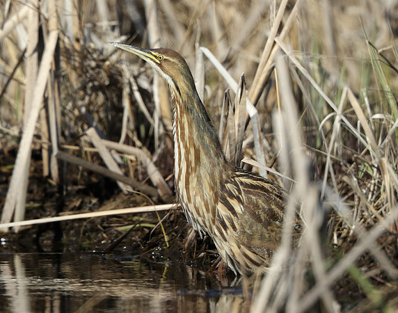American Bittern Botaurus lentiginosus